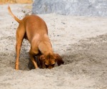 digging dog1